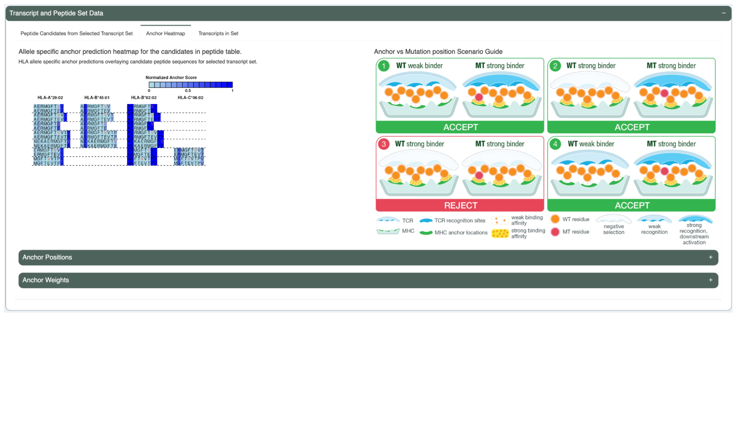 The Anchor heatmaps show which positions in a peptide are likely to be anchors.