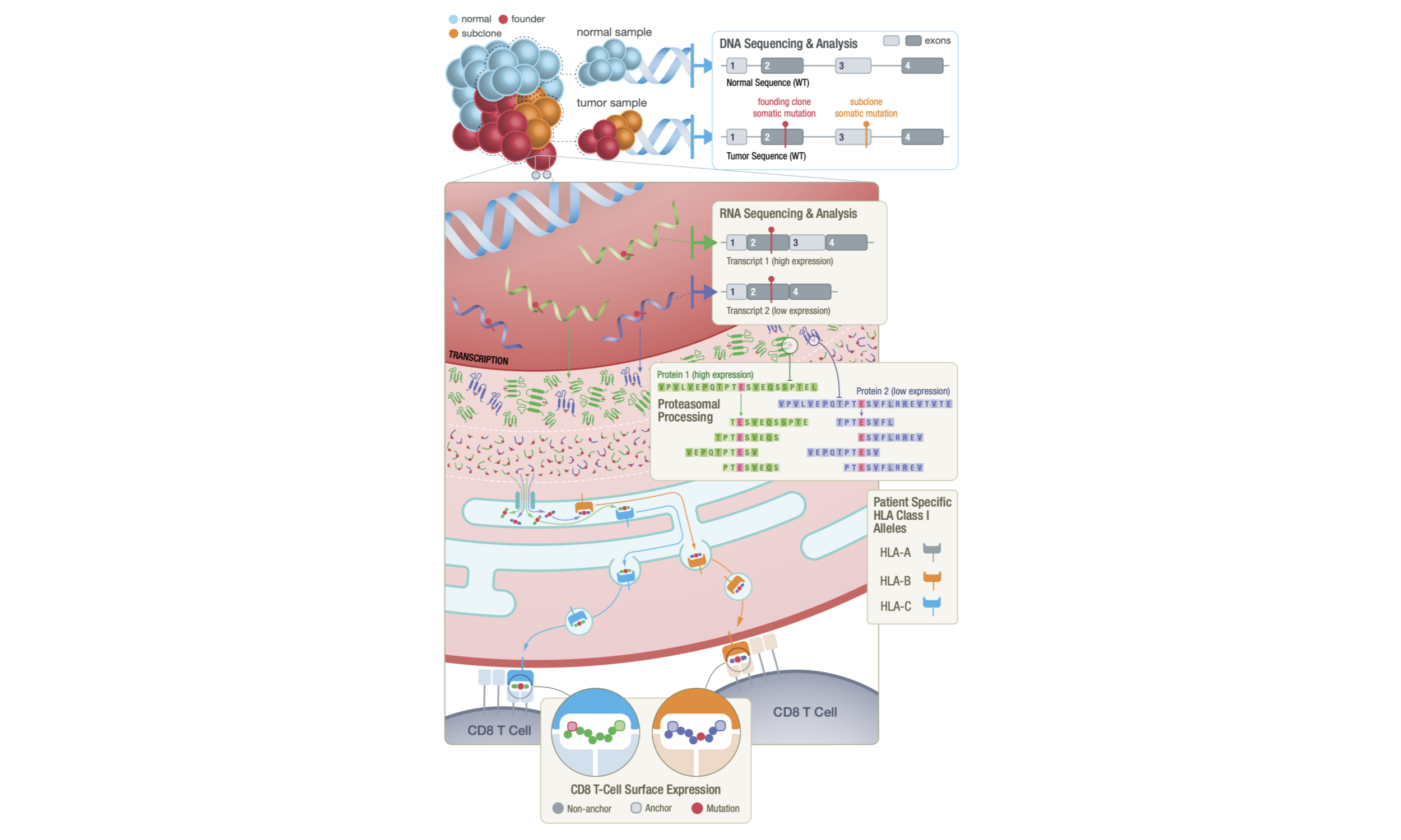 Tumor neoantigen background